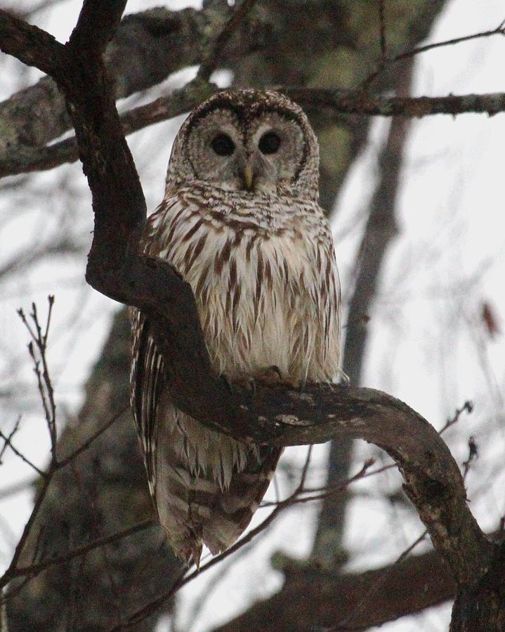 Woodsy Owl Photograph by On The Go Candace Daniels - Fine Art America