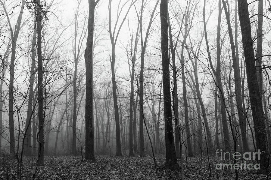 Woody And Foggy Grayscale Photograph by Jennifer White