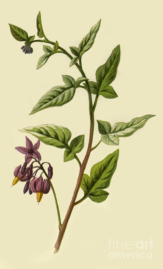 Woody - Nightshade Drawing by Print Collector
