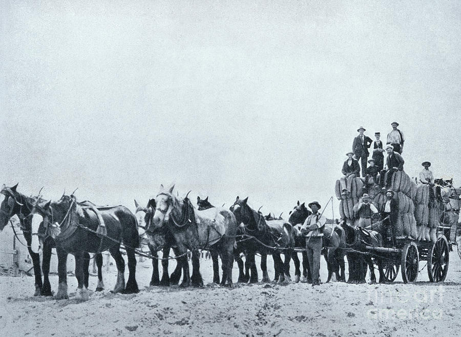 Wool Carrying Team, Western Australia, C.1900, From `under The Southern Cross - Glimpses Of Australia, Published By Department Of External Affairs, Melbourne, 1908 Photograph by Australian Photographer