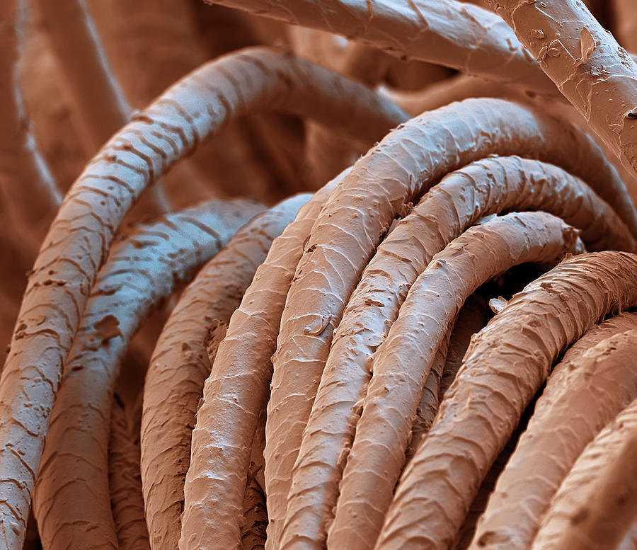 Wool Fibers, Sem Photograph by Oliver Meckes EYE OF SCIENCE