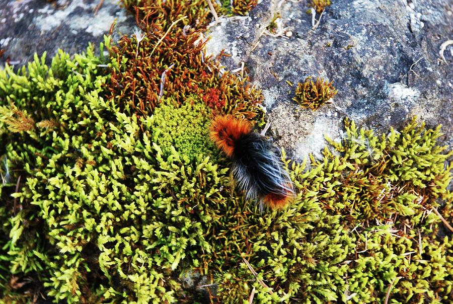 Woolly Bear Caterpillar Photograph by Julie Rauscher