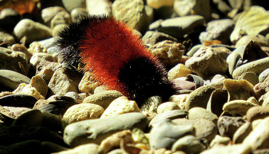 Woolly Bear Caterpillar on the Rocks Photograph by Linda Stern