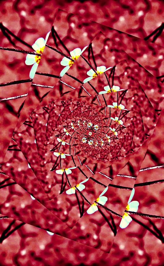 Woolly Daisy Spiral Photograph by Judy Kennedy