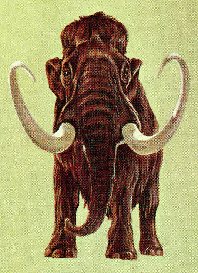Vintage Drawing - Woolly Mammoth by CSA Images