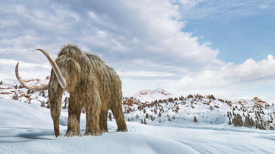 Woolly Mammoth In A Winter Scene Photograph by Leonello Calvetti