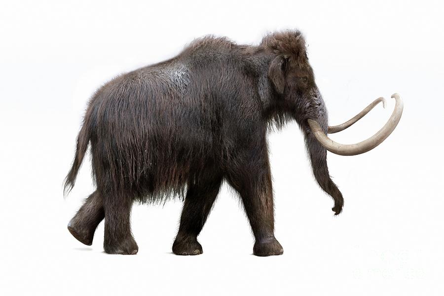 Woolly Mammoth Photograph by Roman Uchytel/science Photo Library
