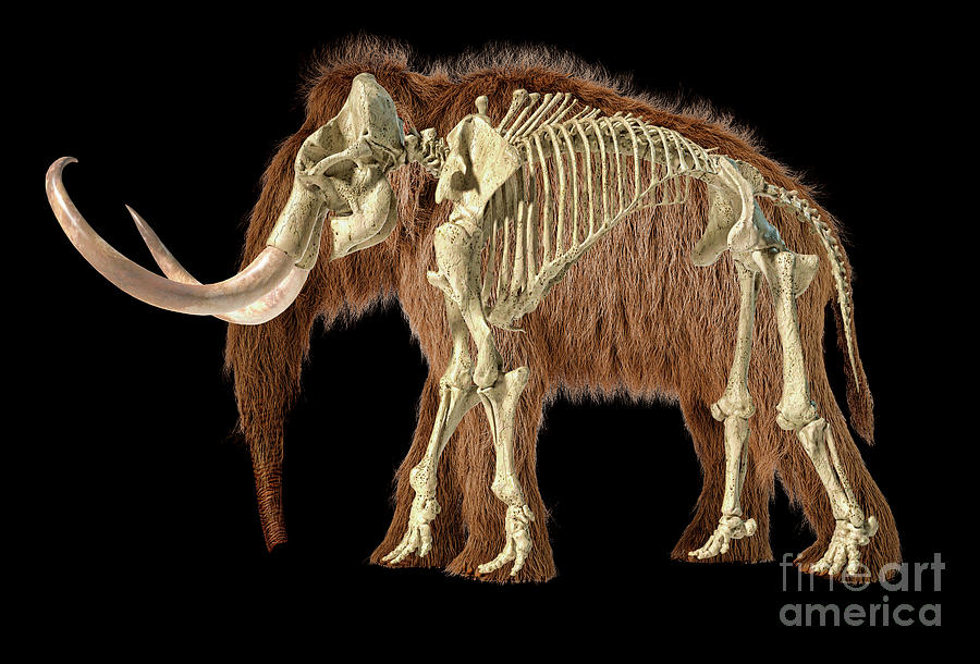 Woolly Mammoth Skeleton Photograph By Leonello Calvettiscience Photo