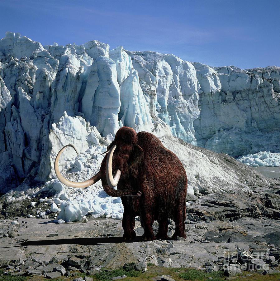 Woolly Mammoth Photograph by Warren Photographic