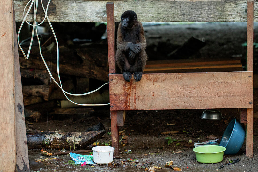 Woolly Monkey Tied Up In A Indigenous Community House, As Photograph by