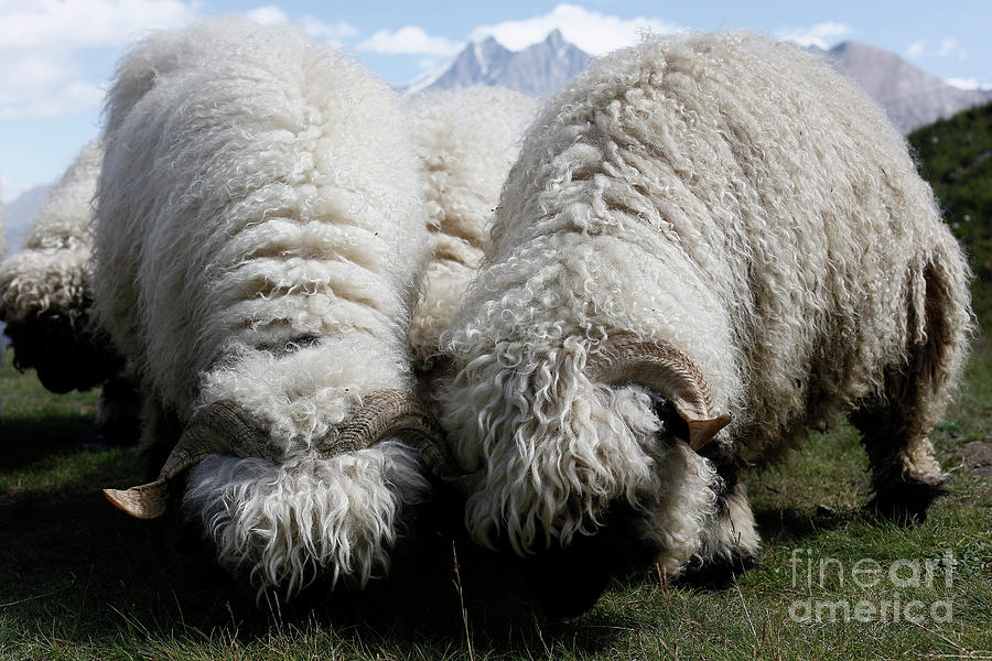 Woolly sheep grazing on the mountain Photograph by Joaquin Corbalan