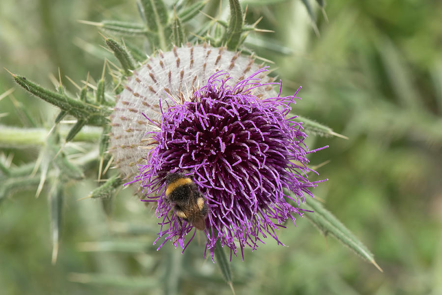 Woolly Thistle Photograph by Nigel Cattlin