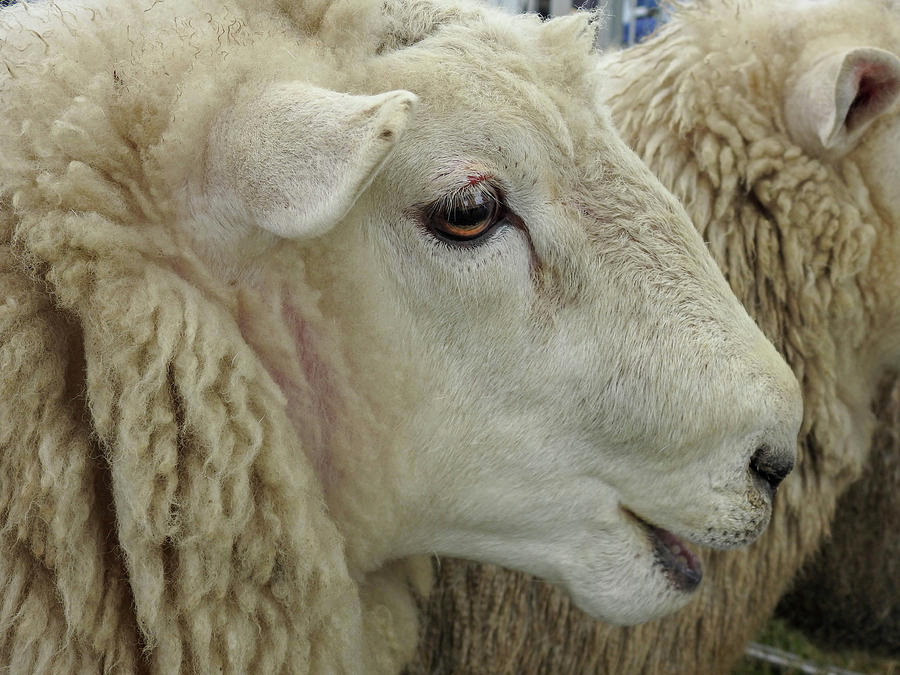 Wooly Lamb Up Close Photograph by Lisa Crawford - Pixels