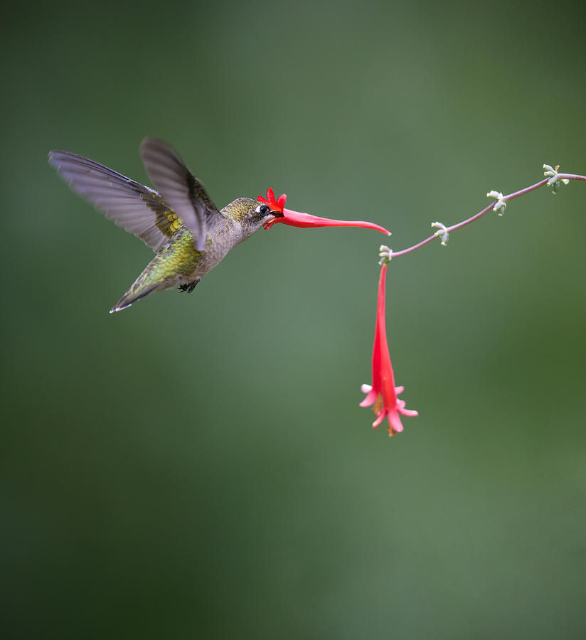 Hummingbird Photograph - Woops! by Eugene Zhu