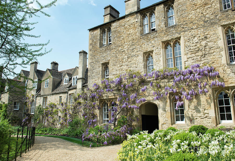 Worcester College Wisteria Oxford Photograph by Tim Gainey