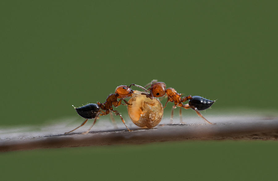 Ant Photograph - Work Together by Summer2016