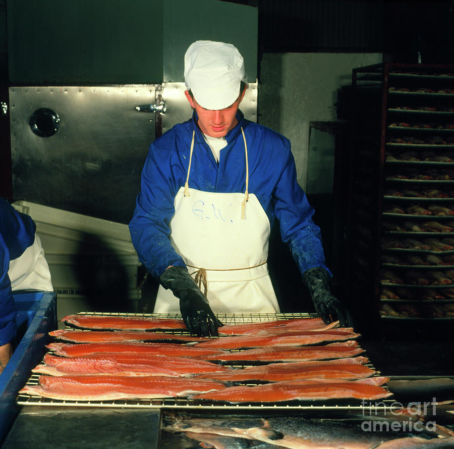 Worker At A Salmon Smokery Photograph by Simon Fraser/science Photo Library