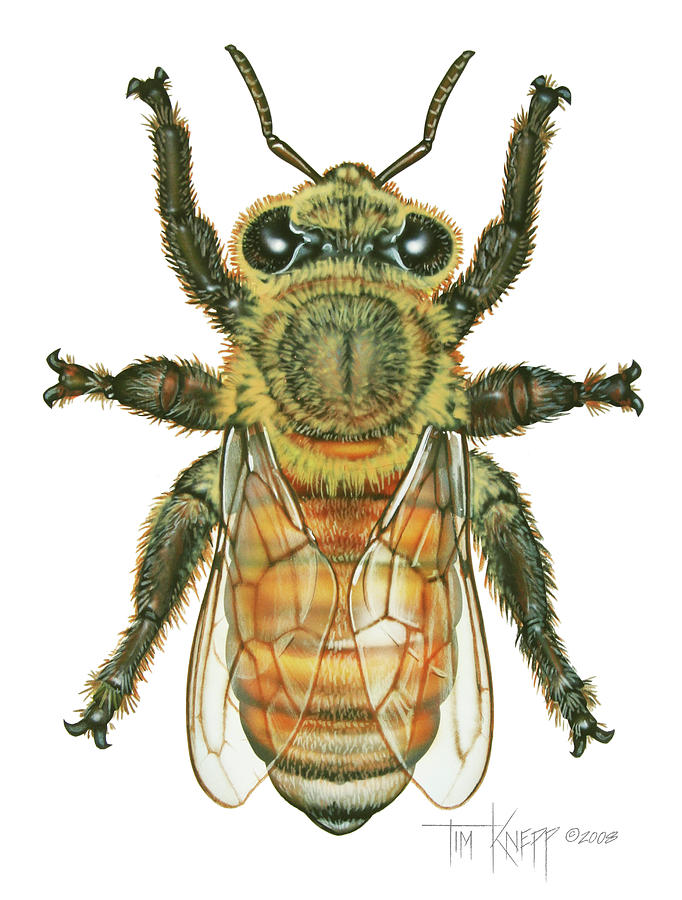 Honey Bee Painting - Worker Honey Bee by Tim Knepp