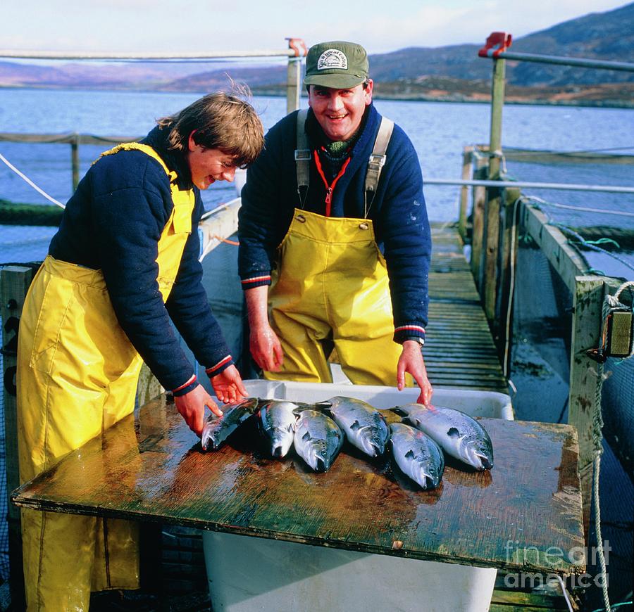 Workers At A Salmon Farm In Scotland. Photograph by Simon Fraser/science Photo Library