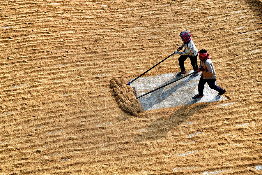 Paddy Photograph - Workers In Paddy Drying Process by Shaibal Nandi