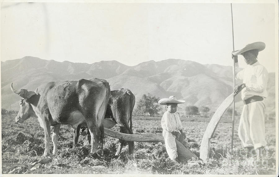 Workers In The Field With Cattle Photograph by Bettmann