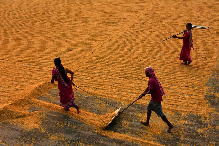 Workers Of A Paddy Drying Field (2) Photograph by Moumita Mondal - Fine ...