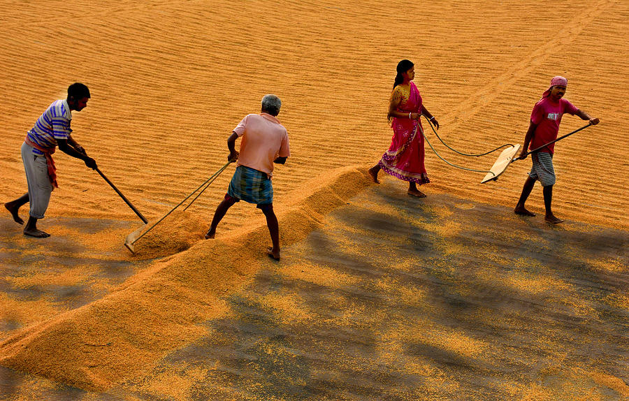 Workers Of A Paddy Drying Field Photograph by Moumita Mondal - Fine Art ...