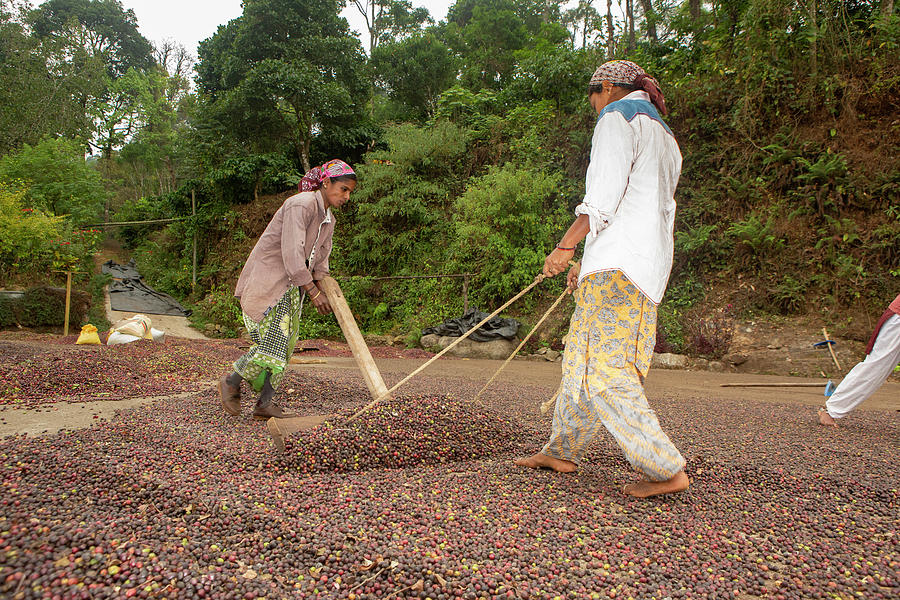 Workers Turning Coffee Beans In Process Called Raking, To Photograph by Yashpal Rathore / Naturepl.com Workers Turning Coffee Beans In Process Called Raking, To Photograph by Yashpal Rathore / Naturepl.com