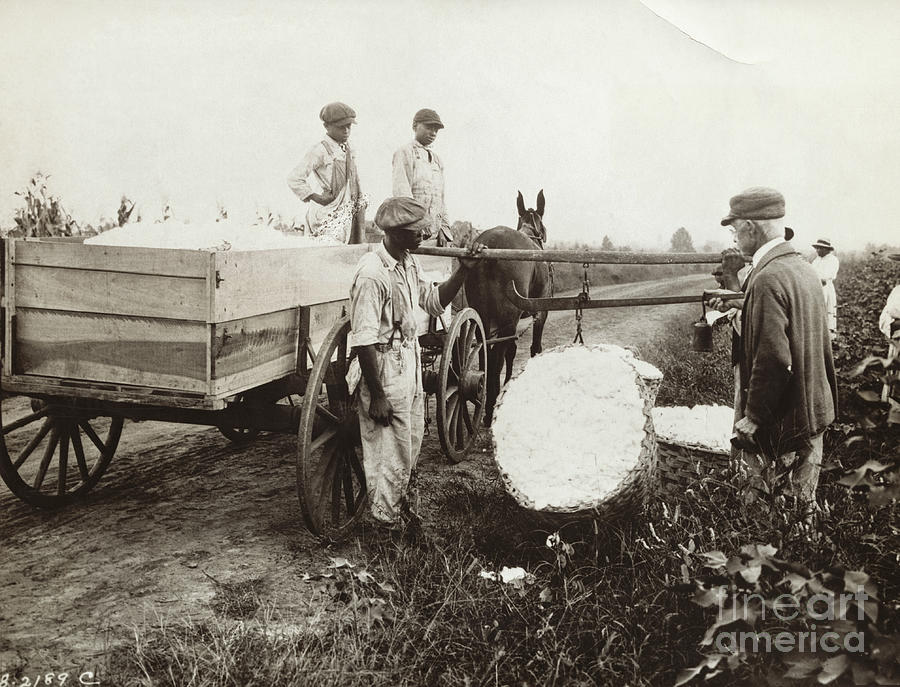 Workers Weighing Cotton Photograph by Bettmann