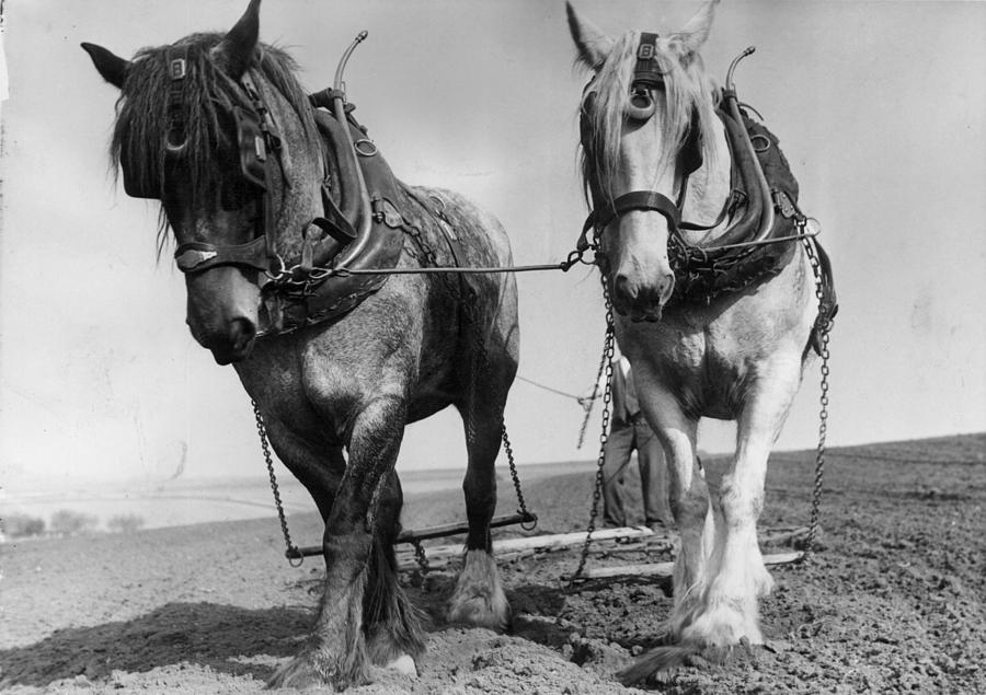 Workhorses Photograph by Maeers Workhorses Photograph by Maeers