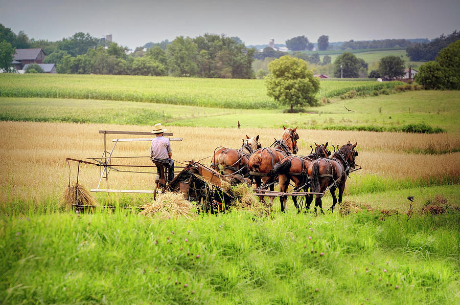 Working Amish Horses Photograph by Deborah Penland