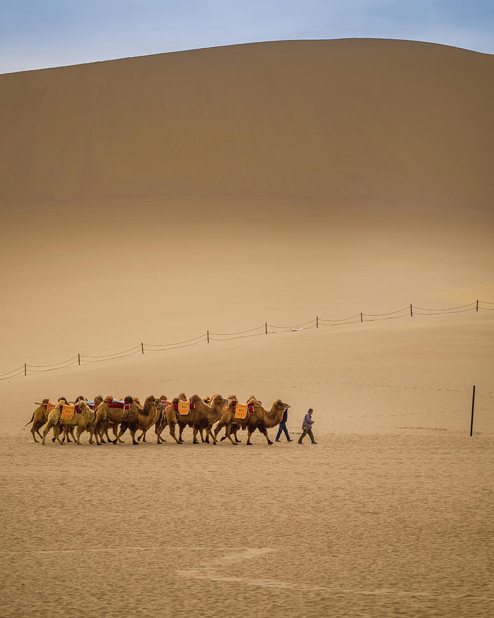 Working Camels Dunhuang Gansu China Photograph by Adam Rainoff