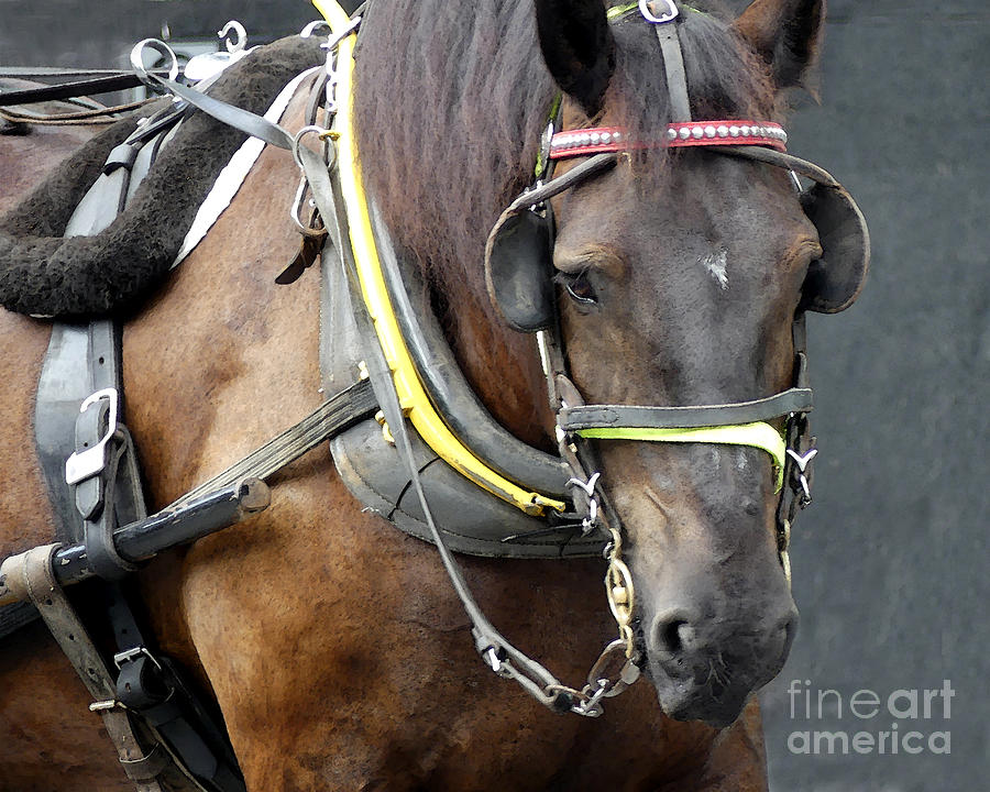 Carriage Horse Series - Working Carriage Horse Photograph by Amy Dundon