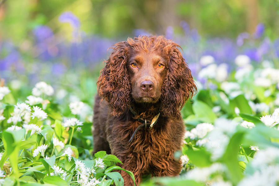 Working Cocker Spaniel Amongst Flowers, Wiltshire, Uk Photograph by Tj ...