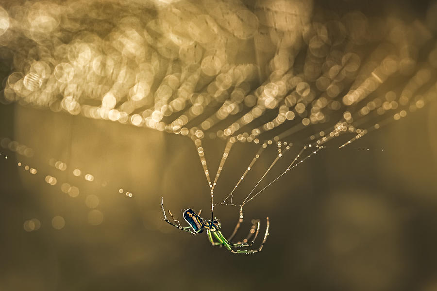 Spider Photograph - Working Late by Atul Saluja