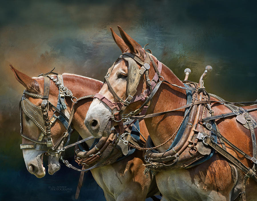 Mules Photograph - Working Mules by Jill Monroe