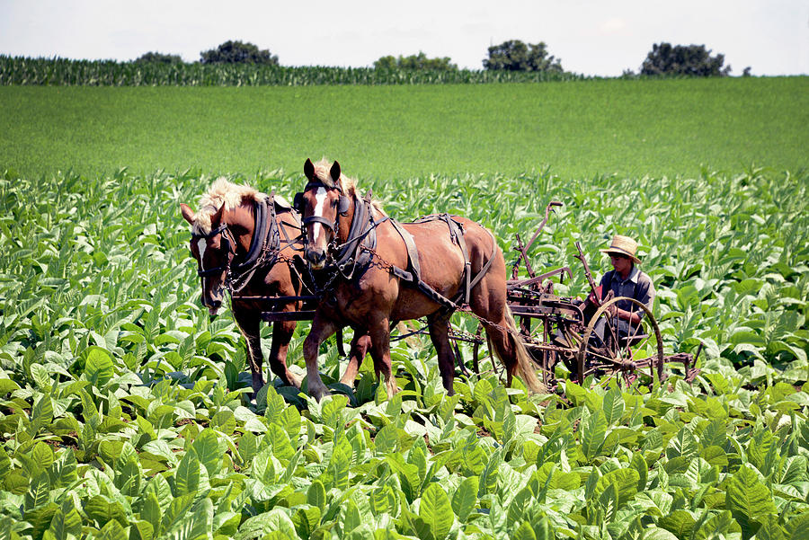 Working on an Amish tobacco farm by Paul W Faust - Impressions of Light Working on an Amish tobacco farm by Paul W Faust - Impressions of Light
