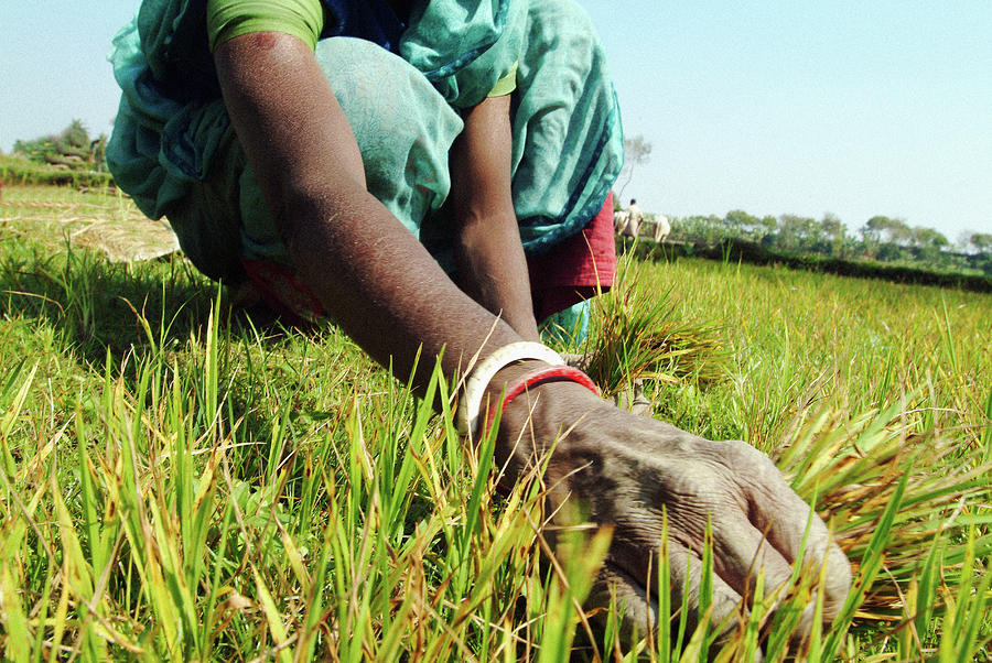 Working Rice Fields, Gaur, India Digital Art by Aldo Pavan