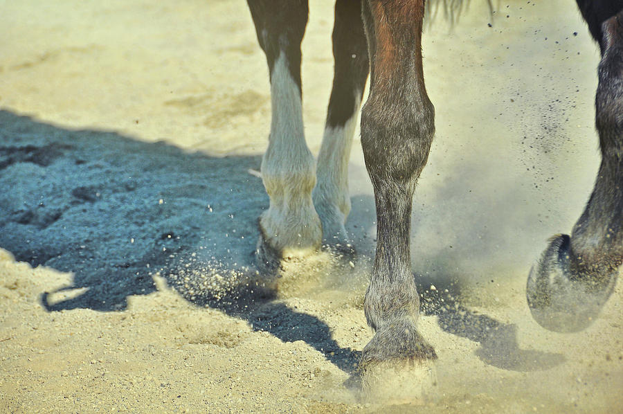 Working Tempo Photograph by Dressage Design