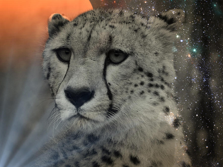 WORLD IN YOUR EYES by Elie Wolf WORLD IN YOUR EYES by Elie Wolf