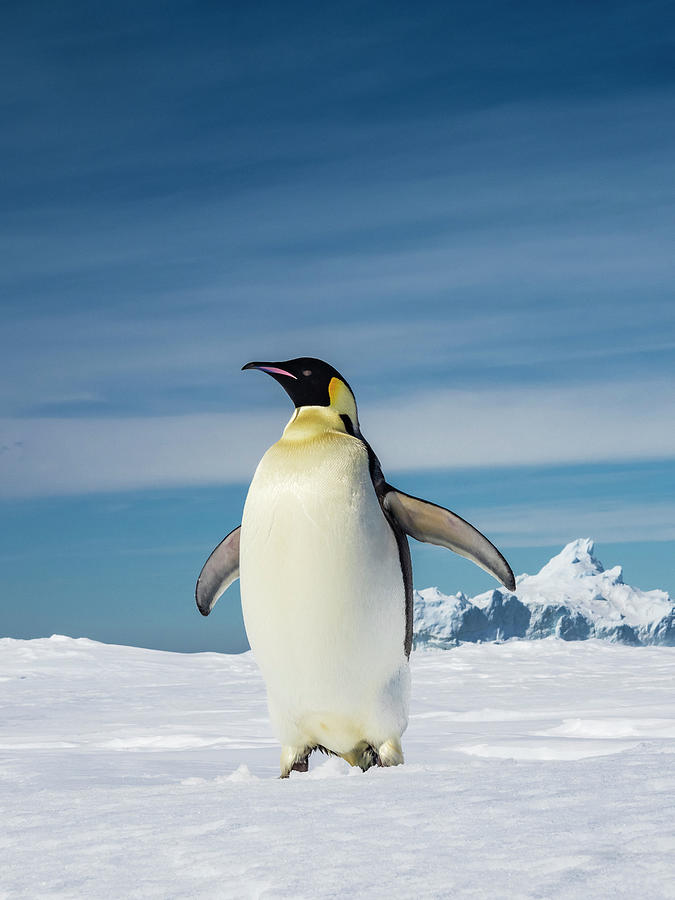 World's Largest Penguin, Emperor Photograph by Ralph Lee Hopkins | Fine