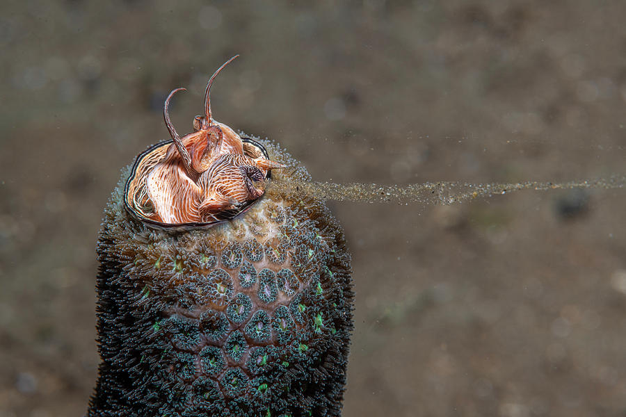 Worm Snail Photograph by Andrew Martinez