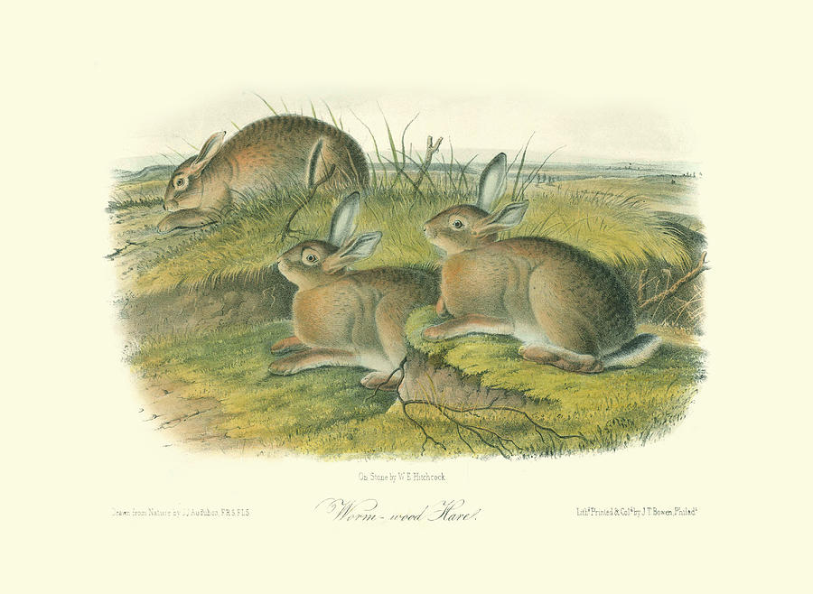 Worm-wood Hare Painting by John James Audubon - Fine Art America