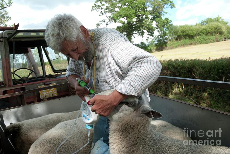 Worming Sheep Photograph by Clouds Hill Imaging Ltd/science Photo ...