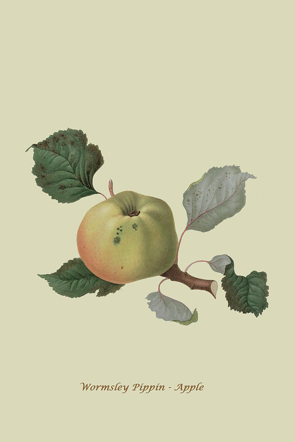 Wormsley Pippin - Apple Painting by William Hooker