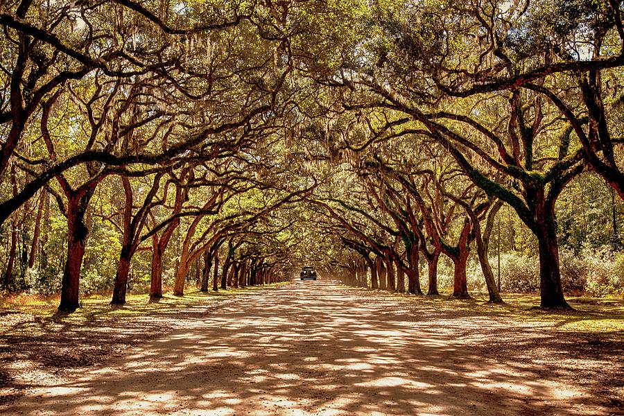 Tree Photograph - Wormsloe Estate by Terri Anderson
