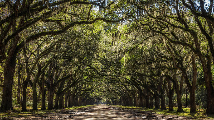 Wormsloe Oak Alley Photograph by Framing Places
