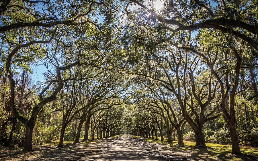 Wormsloe Oaks Photograph by Framing Places