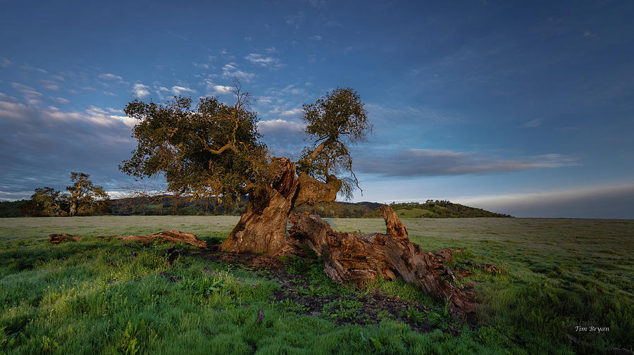 Tree Photograph - Wounded Scream by Tim Bryan