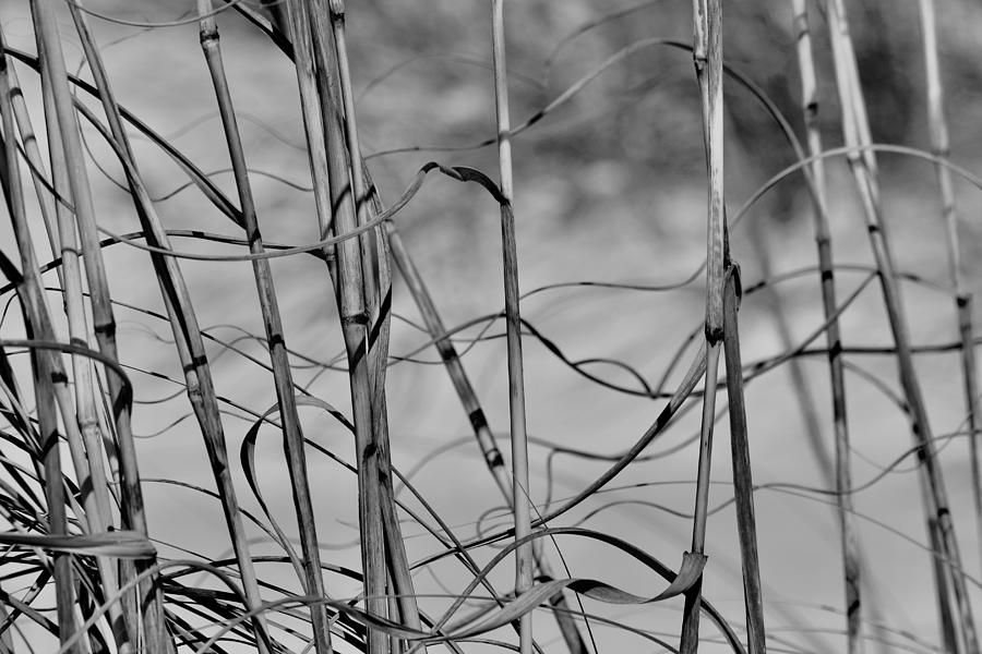 Woven Reeds of Grass Photograph by Debra Grace Addison
